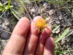 Gaillardia
