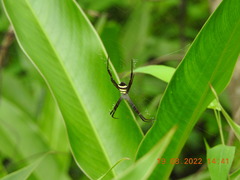 Argiope anasuja