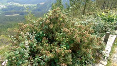 Ulex