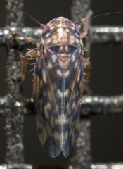 Xestocephalus