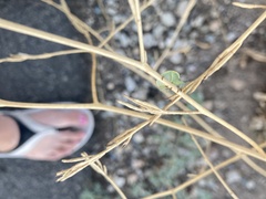 Chlorochroa uhleri