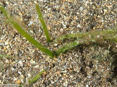 Zostera noltei