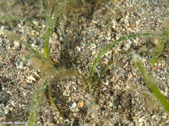Zostera noltei