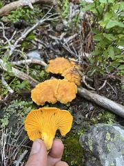 Cantharellus roseocanus
