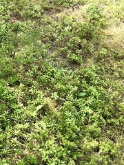 Arctostaphylos uva-ursi