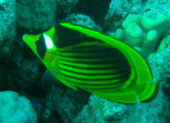 Chaetodon fasciatus