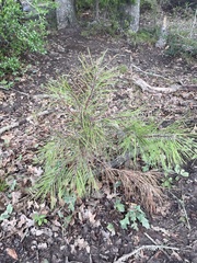 Pinus taeda