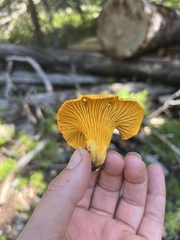 Cantharellus roseocanus