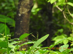 Graphium agamemnon