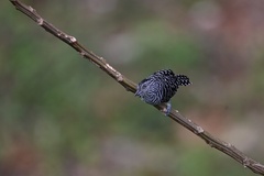 Thamnophilus doliatus