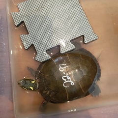 Chrysemys picta marginata