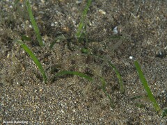 Zostera noltei