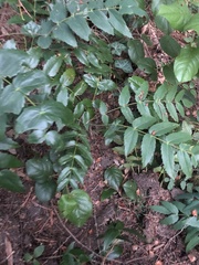 Berberis nervosa