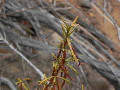 Diplacus