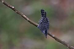 Thamnophilus doliatus