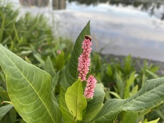 Persicaria amphibia