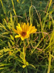 Silphium integrifolium