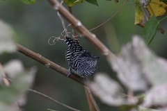 Thamnophilus doliatus