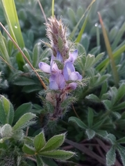 Lupinus bracteolaris