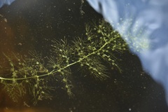 Utricularia macrorhiza