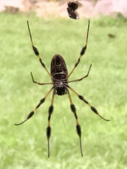 Trichonephila clavipes