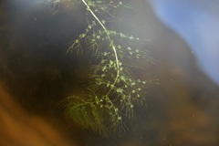 Utricularia macrorhiza