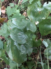 Maianthemum dilatatum