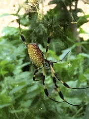 Trichonephila clavipes