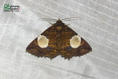 Daddala quadrisignata