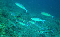 Caesio varilineata