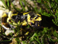 Salamandra salamandra