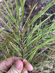 Pinus taeda