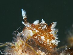 Okenia polycerelloides