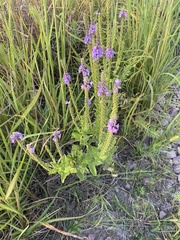 Verbena stricta