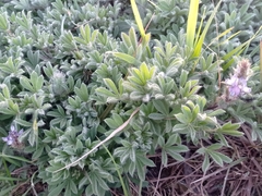 Lupinus bracteolaris