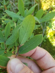 Lonicera villosa