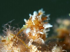 Okenia polycerelloides