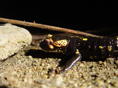 Salamandra salamandra