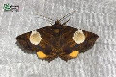 Daddala quadrisignata