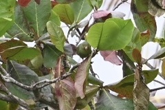 Brotogeris cyanoptera