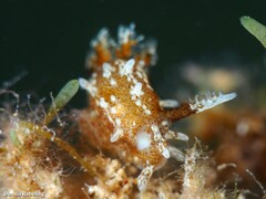 Okenia polycerelloides