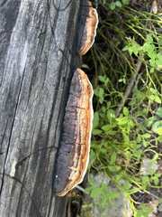 Gloeophyllum sepiarium