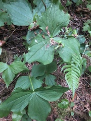 Trillium ovatum