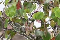 Brotogeris cyanoptera