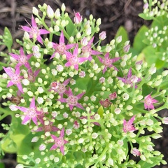 Hylotelephium spectabile