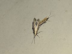 Plutella xylostella