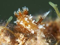 Okenia polycerelloides