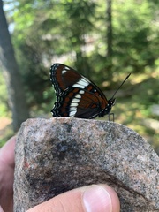 Limenitis arthemis arthemis