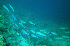 Caesio varilineata