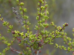 Adenostoma fasciculatum